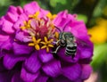 Beautiful red flower with bee in the summer garden