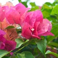 Beautiful red flower blooming