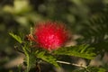 Beautiful red flower blooming in the park outdoor