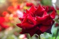 Beautiful red flower on blurred background