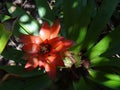 Beautiful red flower of Bromelia plant in the shadows