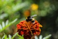 Beautiful red flower with bumblebee in the summer garden