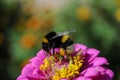 Beautiful red flower with bumblebee in the summer garden