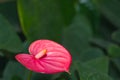 Beautiful red flower calla Royalty Free Stock Photo