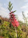 Beautiful Red flower callistemon. Garden plant.