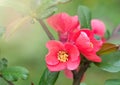 Beautiful red flower of Chaenomeles japonica. Close-up. Selective focus Royalty Free Stock Photo
