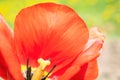 Beautiful red flower close up. Tulip petals Royalty Free Stock Photo