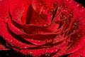 Beautiful red flower with dew drops on top, close up .bright red rose background.