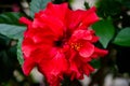 Beautiful red flower of double hibiscus,