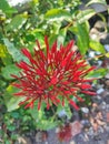 beautiful red flower in front garden of house in a village Royalty Free Stock Photo