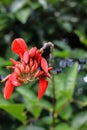 Red flower in the garden Royalty Free Stock Photo