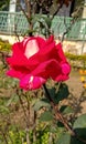 Red Rose flower in Assam state.