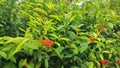 Beautiful red flower garden in the evening in a garden