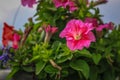 Red flower in the garden Royalty Free Stock Photo