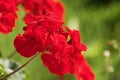 Beautiful Red flower in the Garden in the summer.