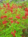 Beautiful red flower gardens and pretty lots of green leaver