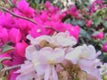 Beautiful red flower,gate phool wallpaper image