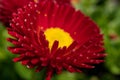 Beautiful red flower with a green background - Daisy Red Bellis Perennis Super Enorma Royalty Free Stock Photo