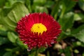 Beautiful red flower with a green background - Daisy Red Bellis Perennis Super Enorma Royalty Free Stock Photo