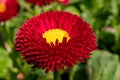 Beautiful red flower with a green background - Daisy Red Bellis Perennis Super Enorma Royalty Free Stock Photo