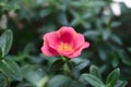 Red flower in the garden with beautiful green leaves all around