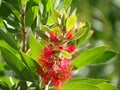 Beautiful red flower with green leaves