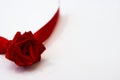 Beautiful red rose is hand-made from red satin ribbon Royalty Free Stock Photo