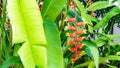 Beautiful red flower of Heliconia bihai `Big Bud` in Maldives.