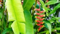 Beautiful red flower of Heliconia bihai `Big Bud` in Maldives.