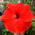 Beautiful Red flower hibiscus photo yala thailand Royalty Free Stock Photo