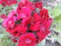 Beautiful red flower in the home garden Royalty Free Stock Photo