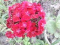 Beautiful red flower in the home garden Royalty Free Stock Photo