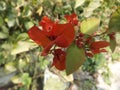 Beautiful red flower Royalty Free Stock Photo