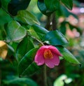 Beautiful red flower of Japanese Camellia Royalty Free Stock Photo