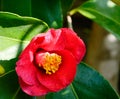 Beautiful red flower of Japanese Camellia Royalty Free Stock Photo