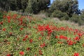 Beautiful red flower, Kalanit Anemone coronaria in Israeli Forest