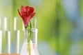 Beautiful red flower in laboratory glass flask against blurred test tubes, closeup. Space for text Royalty Free Stock Photo