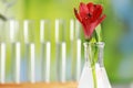 Beautiful red flower in laboratory glass flask against blurred test tubes, closeup. Space for text Royalty Free Stock Photo