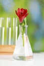 Beautiful red flower in laboratory glass flask on white table against blurred test tubes Royalty Free Stock Photo