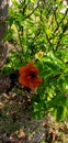 Beautiful Red flower with leaves