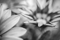 Red flower petal close up, perfect macro photo of spring summer nature Royalty Free Stock Photo