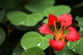 Beautiful Red flower with the morning dew