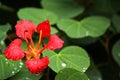 Beautiful Red flower with the morning dew