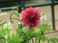 Beautiful red flower from nature Royalty Free Stock Photo