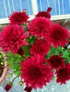 Beautiful red flower nature redgreen