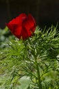 Beautiful red flower of Paeonia tenuifolia. Macro view of flowering plant in spring garden