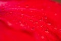 Water drops glisten on the petals of a rose. Royalty Free Stock Photo