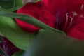 Beautiful red flower with petalas. Royalty Free Stock Photo