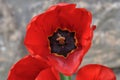 A beautiful red flower with petals with blured background Royalty Free Stock Photo