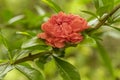 Beautiful red flower, pomegranate flower, fruit ripening Royalty Free Stock Photo